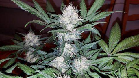 Super OG Kush - картинка 1