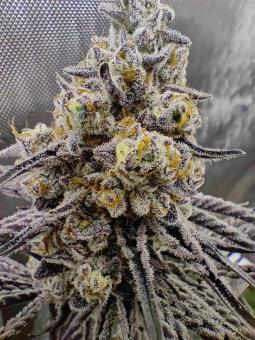 Buddha Gelato - картинка 3