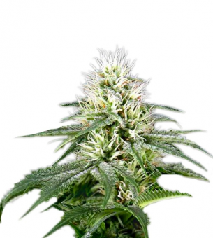 White Rhino - картинка 8