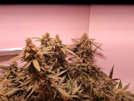 Jack 47 Auto - картинка 3