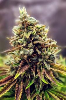 Dutch Kush - картинка 4