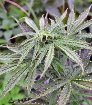 Auto Think Big - картинка 4