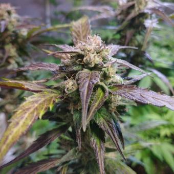 Eleven Roses Auto - картинка 4