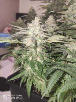 Sunset Paradise - картинка 4