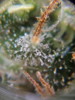 Sherbet Queen Auto - картинка 6