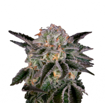 Wonder Pie - картинка 6