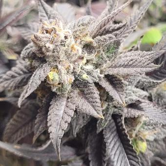 Purple #1 - картинка 2