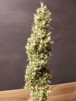 Deepforest Super Auto - картинка 5