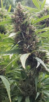 Shaman - картинка 8