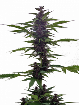 Auto Grizzly Purple - картинка 5