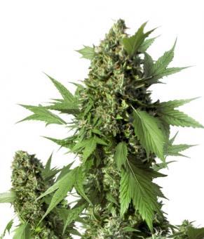 Auto Duck - картинка 3