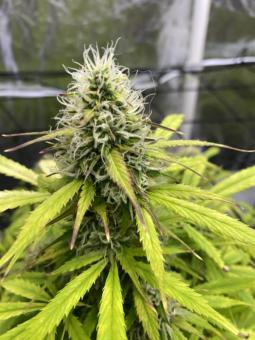 Auto White Widow genetics - картинка 2