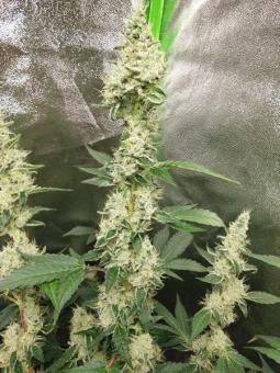 Cookies USA - картинка 5