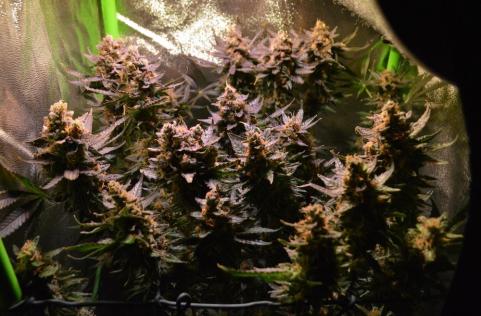 Cotton Candy Kush Early Version - картинка 4