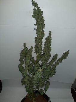 Critical Kush - картинка 4