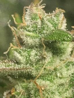 Green Poison - картинка 5