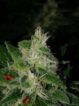 Pandora Auto - картинка 4