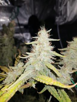 Hawaiian Snow - картинка 2