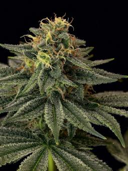 Tropical Zmoothie - картинка 4