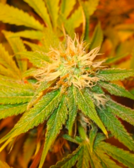 The Church - картинка 1