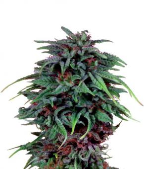 Durban Poison - картинка 4