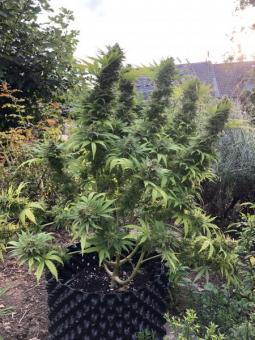 Atomical Haze - картинка 3