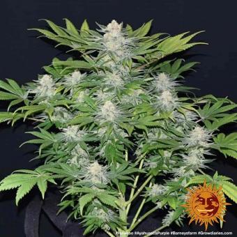 Ayahuasca Purple - картинка 4