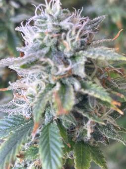 Ice Auto - картинка 3