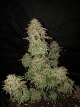 Gelato 41 x Gelato 41 Auto - картинка 1