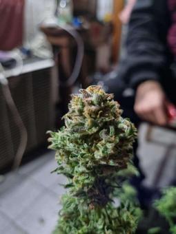 Buddha Auto Tangie - картинка 2