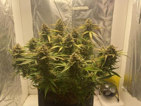 Wembley - картинка 3