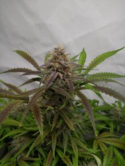 Chemical Candy - картинка 1