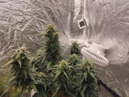 Lemon Cherry Cookies Auto - картинка 9