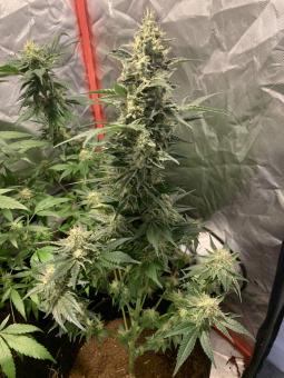 White Rhino - картинка 3