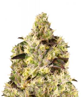 Sweet Gelato Auto - картинка 1