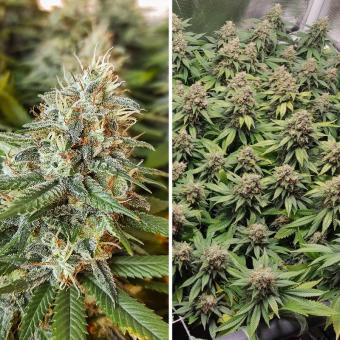 Amsterdam Amnesia - картинка 5