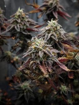 Meringue - картинка 4