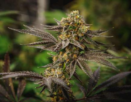 Grandpa`s Diesel genetics - картинка 1