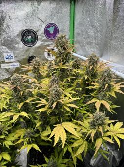 Stardawg Auto - картинка 3