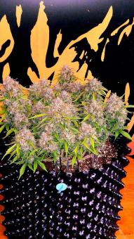 Crystal Candy XL Auto - картинка 7