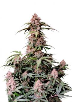 Amnesia Zkittlez Auto - картинка 2