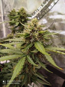 Anesthesia CBD - картинка 3