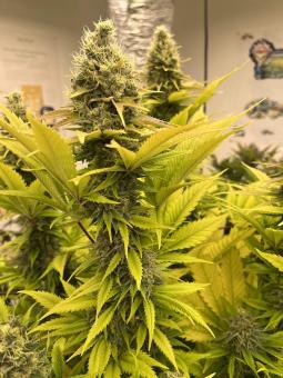 The Church - картинка 2