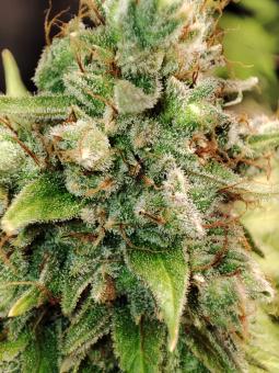 Gorilla Sherbet F1 Fast Version® - картинка 4