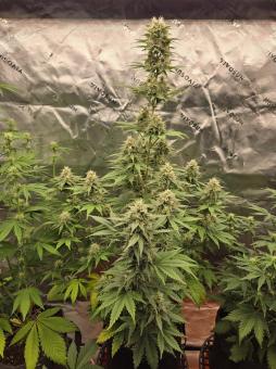 Auto Blue Ace CBD Fam - картинка 1