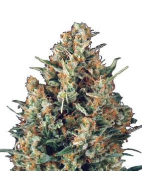 Auto Fresh Candy - картинка 9