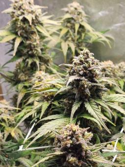 Northern Lights Auto - картинка 5