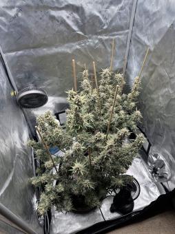 Lemon Pie Auto - картинка 3