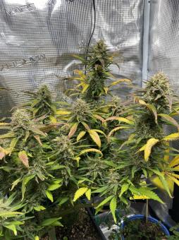 Purple Lemonade Auto - картинка 3