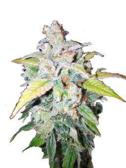 Auto Northern Dragon Fuel - картинка 1